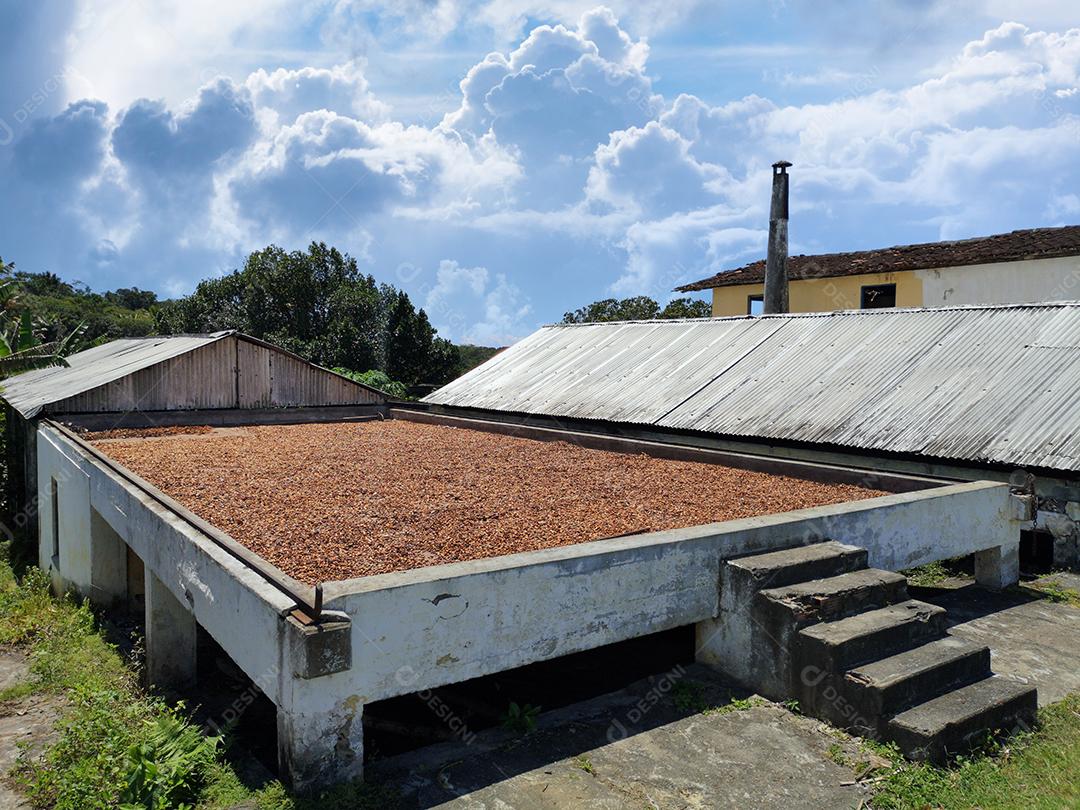 Secagem de frutas de cacau na barcaça de secagem