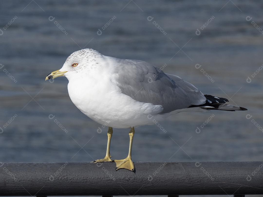 Gaivota em pé em uma grade de metal.