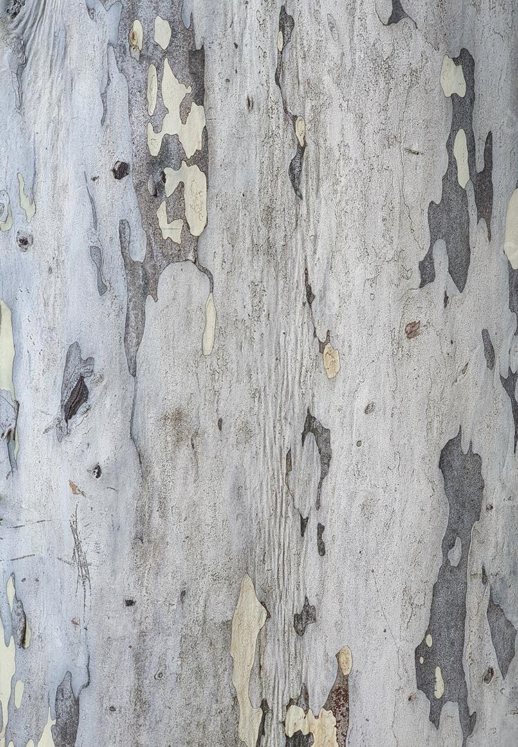 Closeup de textura de casca de árvore. Cenário de madeira.