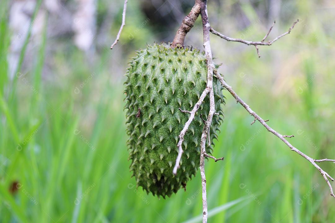 Frutas exóticas de soursop maduras