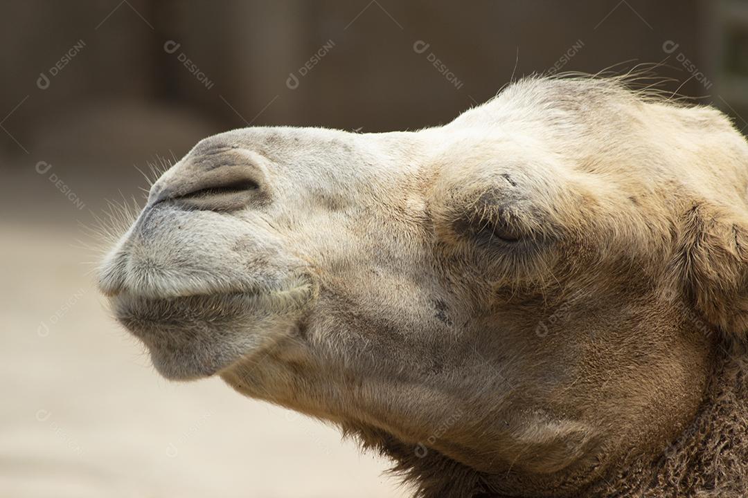 Closeup de cabeça de camelo. Retrato de camelo