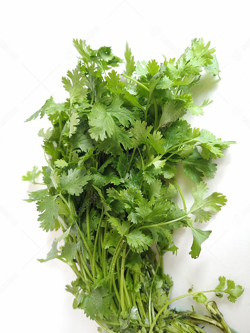 Coentro deixa isolado em fundo branco