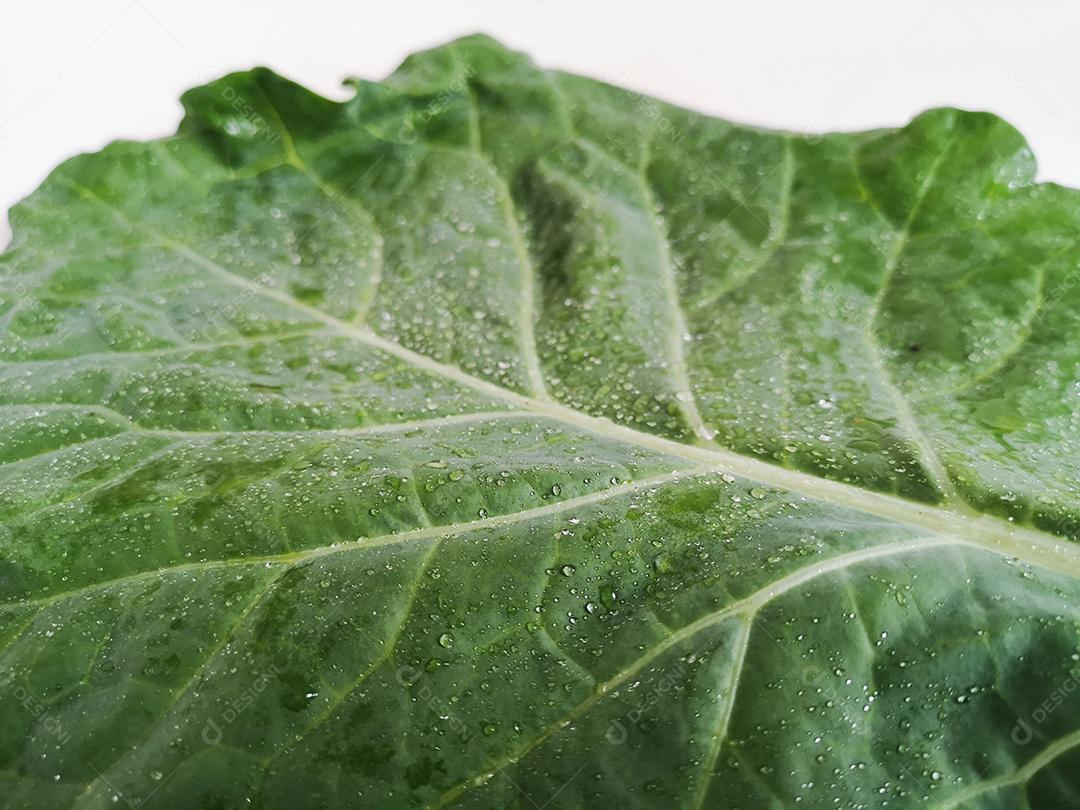Folha de repolho isolada em fundo branco