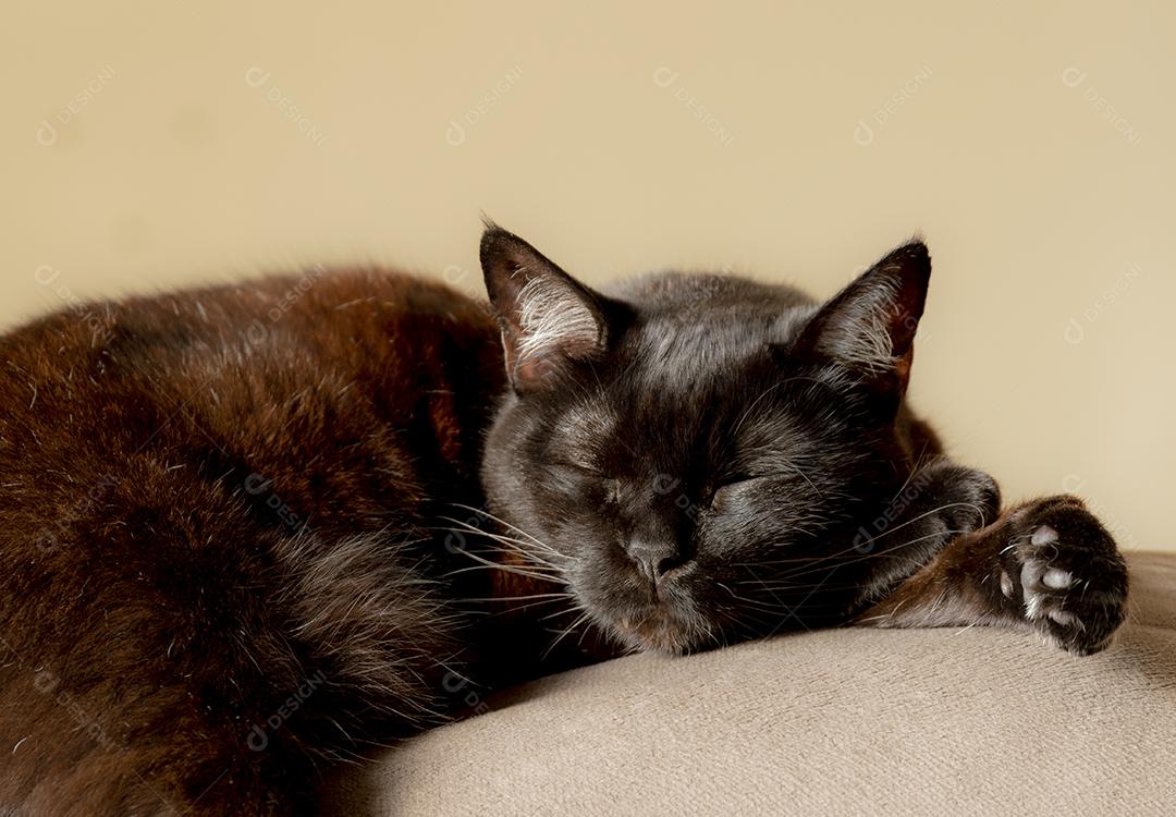 Gato preto e marrom deitado no sofá.