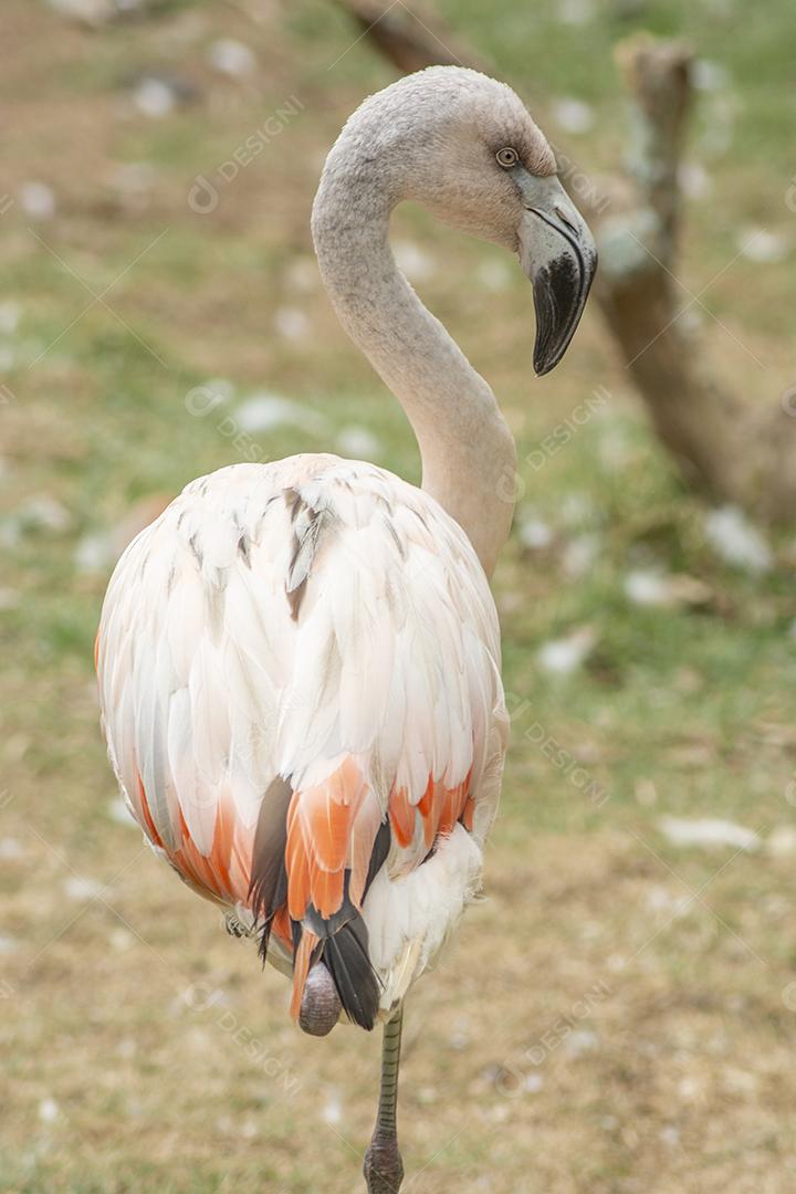 Flamingo rosa em pé em uma perna.