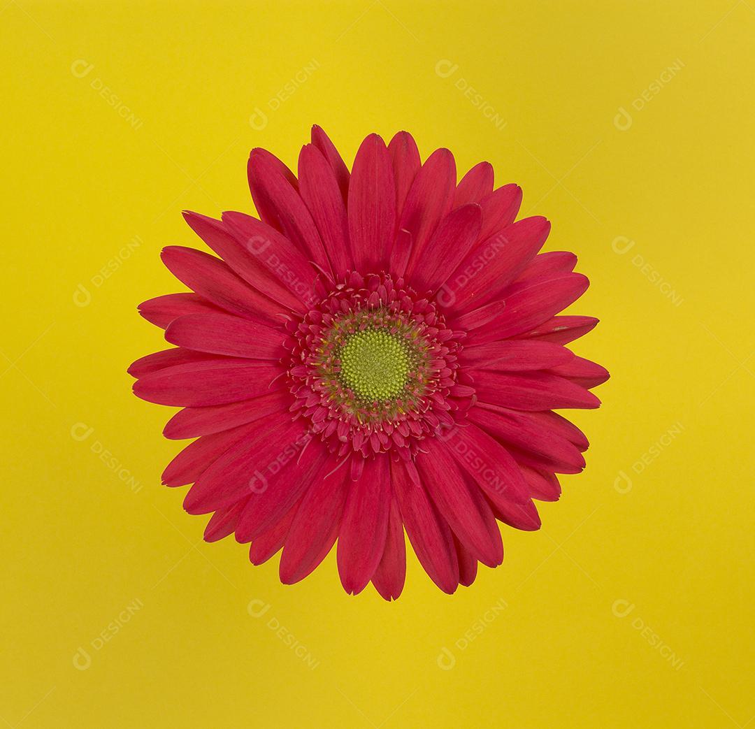 Flor gerbera vermelha sobre fundo amarelo.