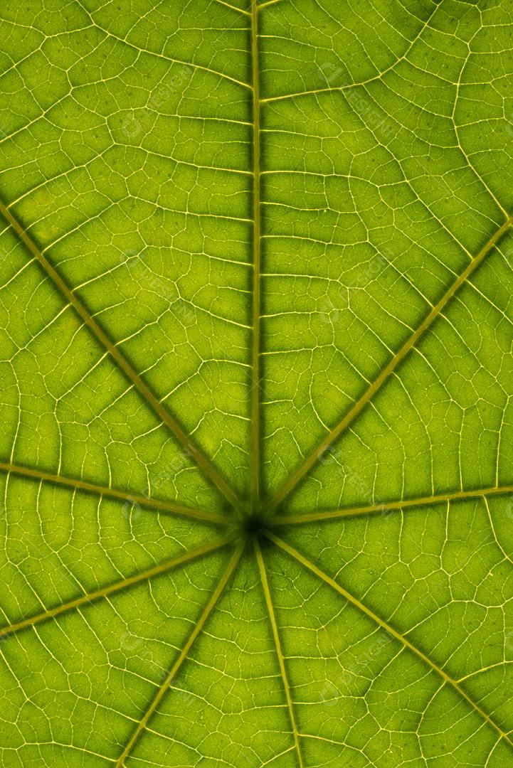 Closeup de estruturas e veias de folhas verdes.