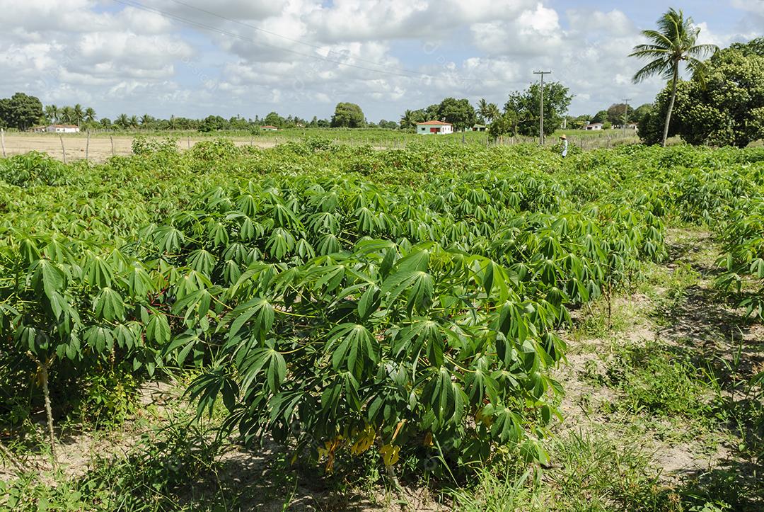 Plantação de mandioca em Sobrado, Paraíba Agricultura no nordeste do Brasil.
