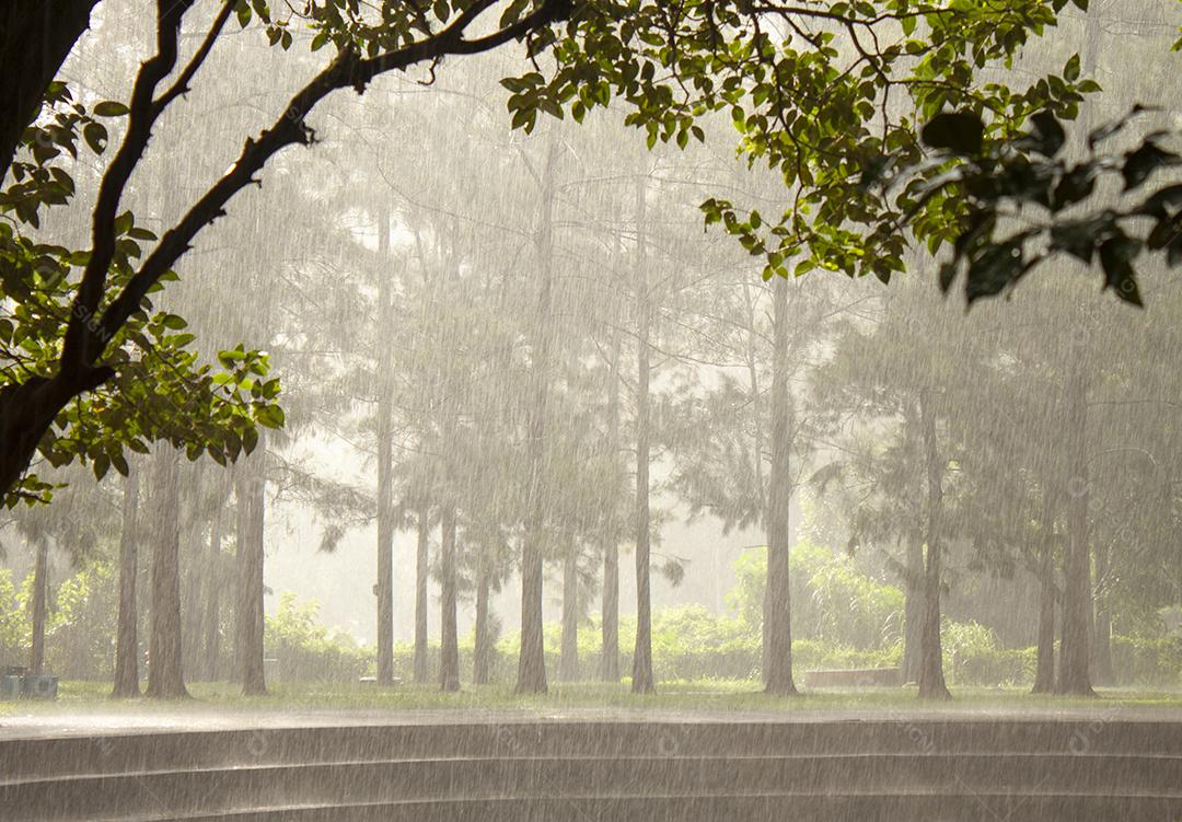 Dia chuvoso em um parque no Brasil. Chuva sobre as árvores.