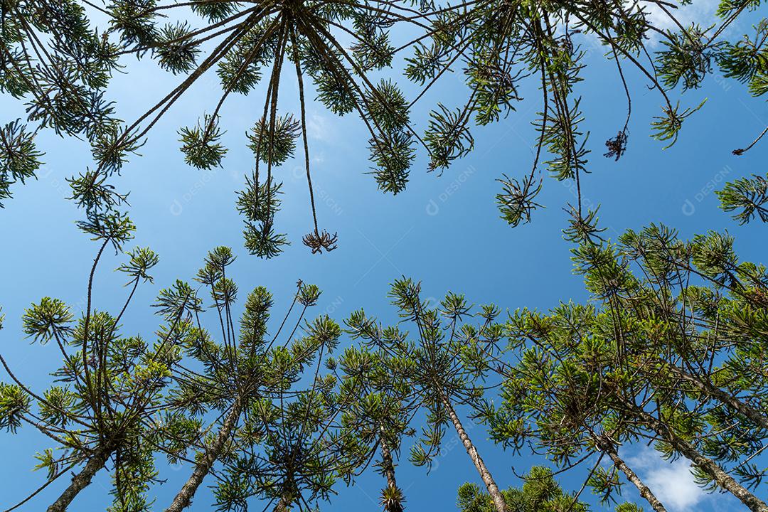 Ramos de araucárias em frente ao céu azul.