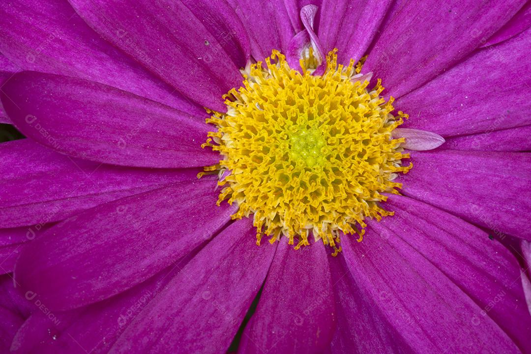 Close de uma flor rosa.