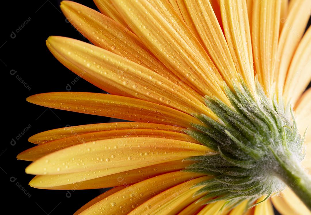 Closeup de flor gerber laranja com gotas de água.