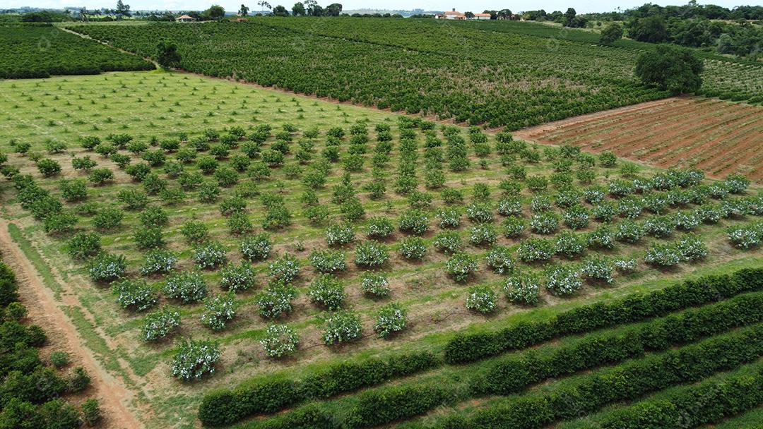 Plantaçao de Chá da índia Plantas agropecuaria