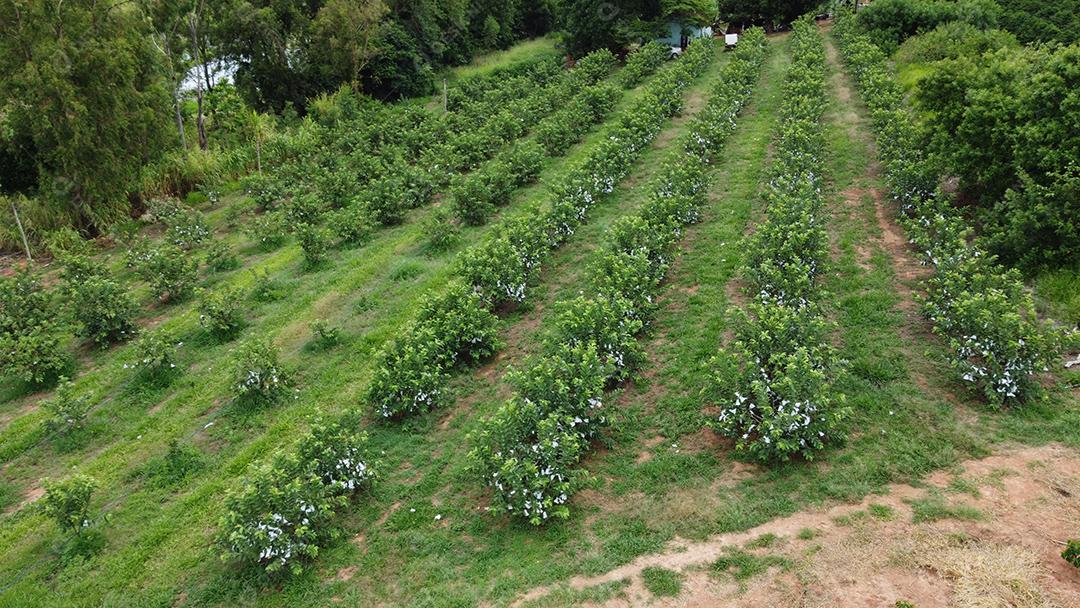 Plantaçao de Jasmim-árabe Plantas agropecuaria