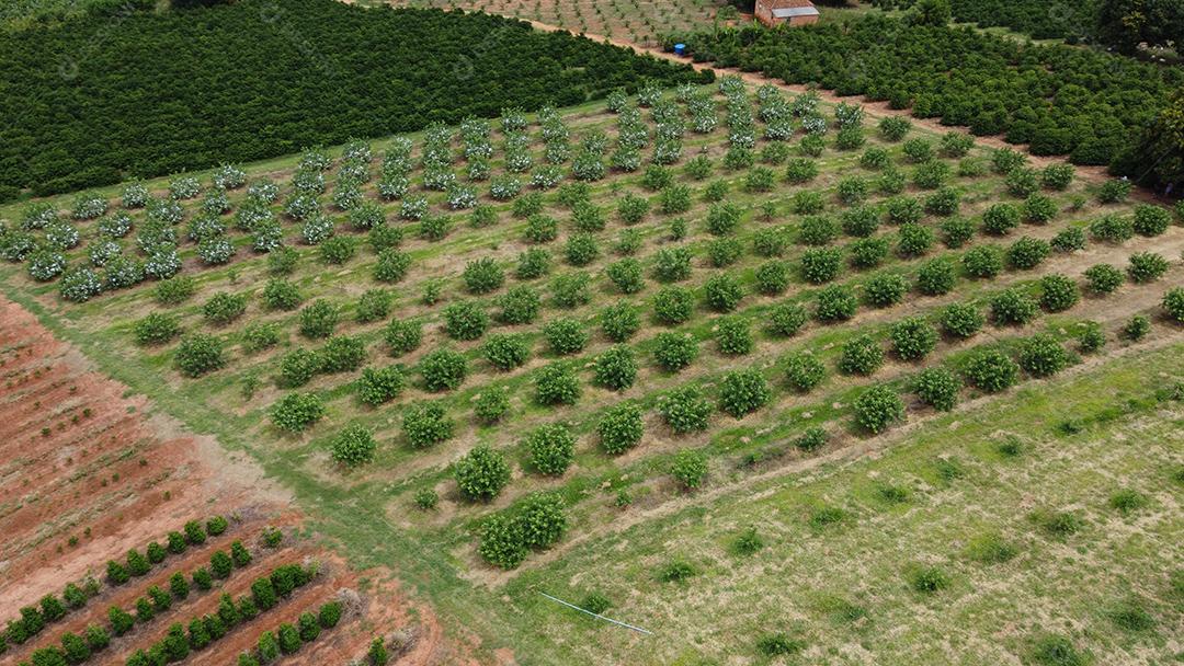 Plantaçao de Jasmim-árabe Plantas agropecuaria