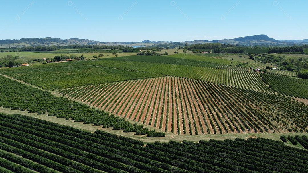 Plantaçao de Chá da índia Plantas agropecuaria