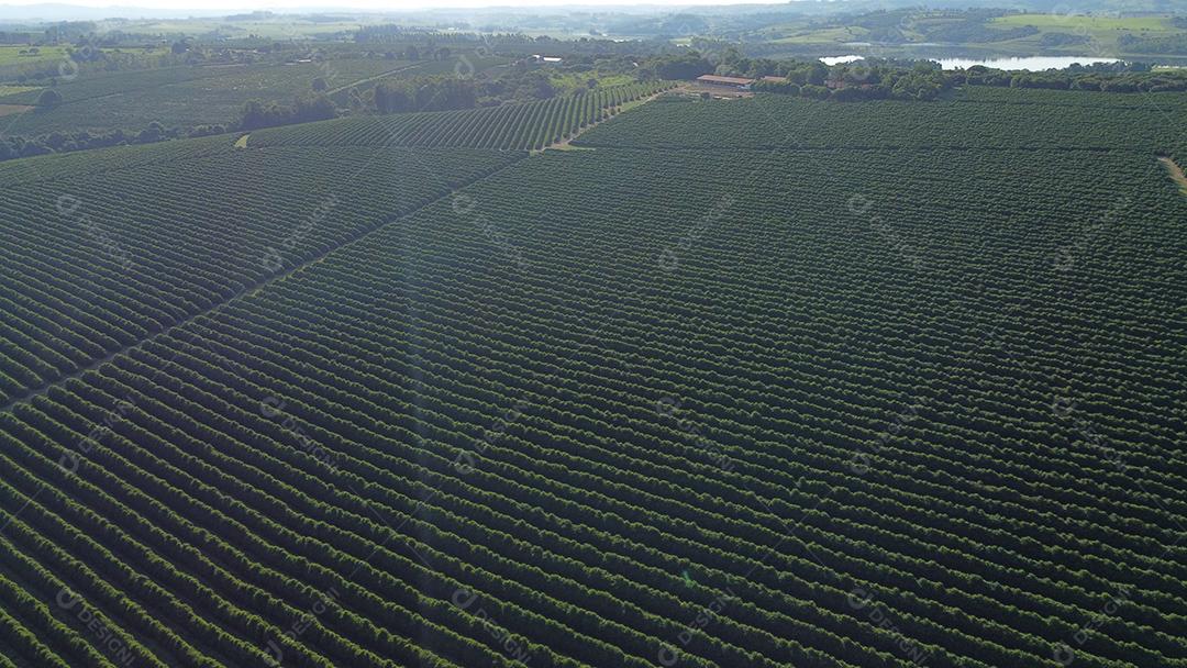 Vista aerea de uma Plantaçao de café agropecuaria