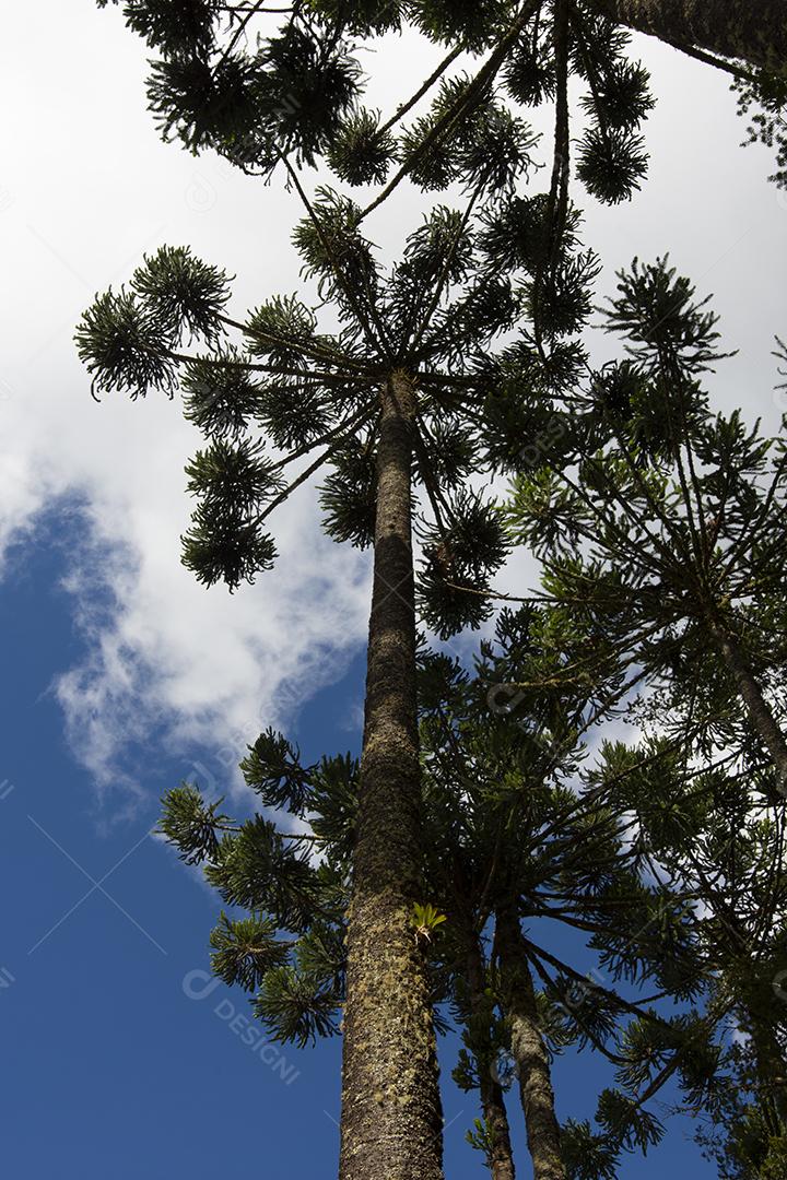 Araucárias em Campos do Jordão, Brasil