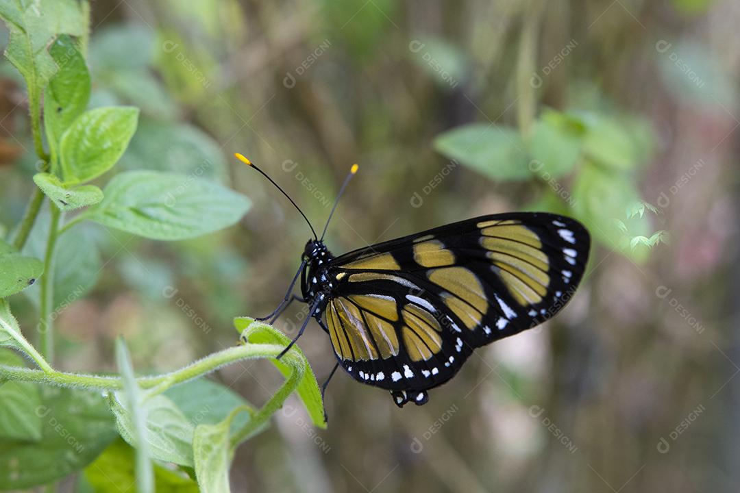 Borboletas pretas e amarelas em Campos do Jordão