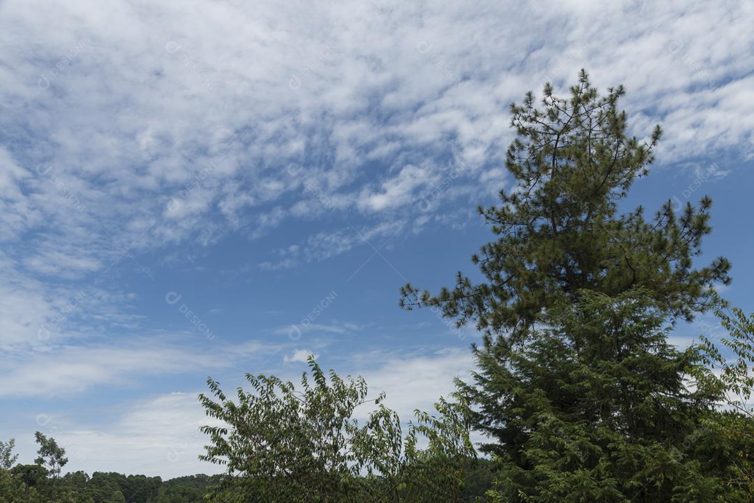 Nuvens de Cirrus e céu azul sobre uma floresta no Brasil