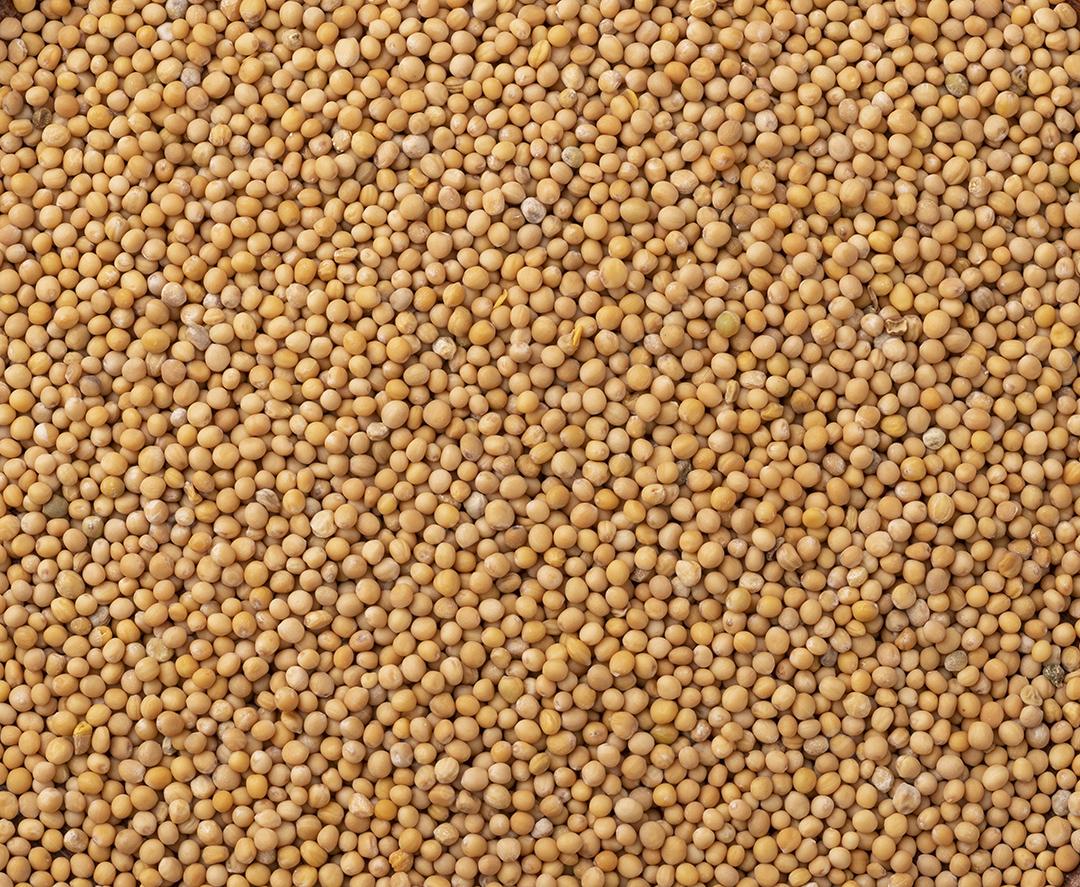 Vista superior, semente de mostarda. Pano de fundo alimentar