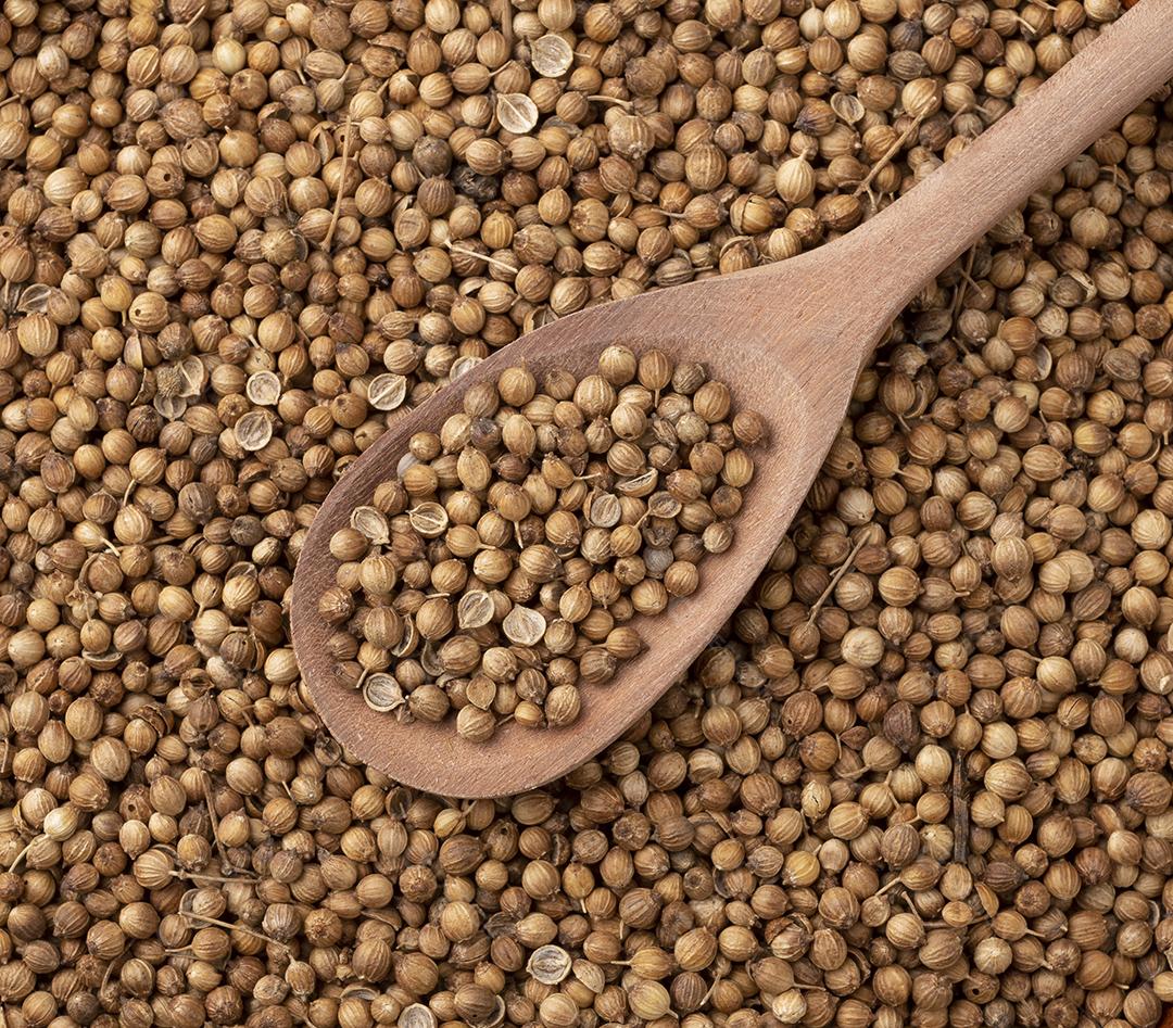 Vista superior, sementes de coentro em uma colher de madeira. Alimento