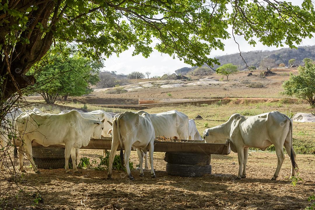 Gado nelore no sertão da Paraíba, região nordeste do Brasil