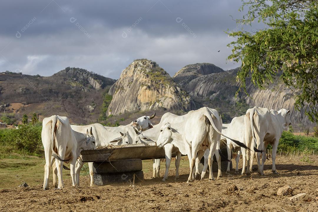 Gado nelore no sertão da Paraíba, região nordeste do Brasil