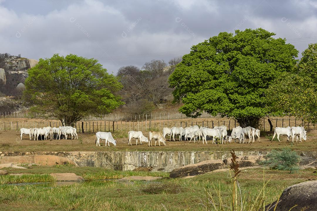 Gado nelore no sertão da Paraíba, região nordeste do Brasil