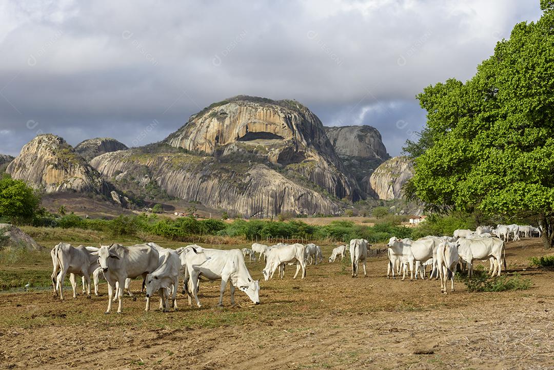 Gado nelore no sertão da Paraíba, região nordeste do Brasil