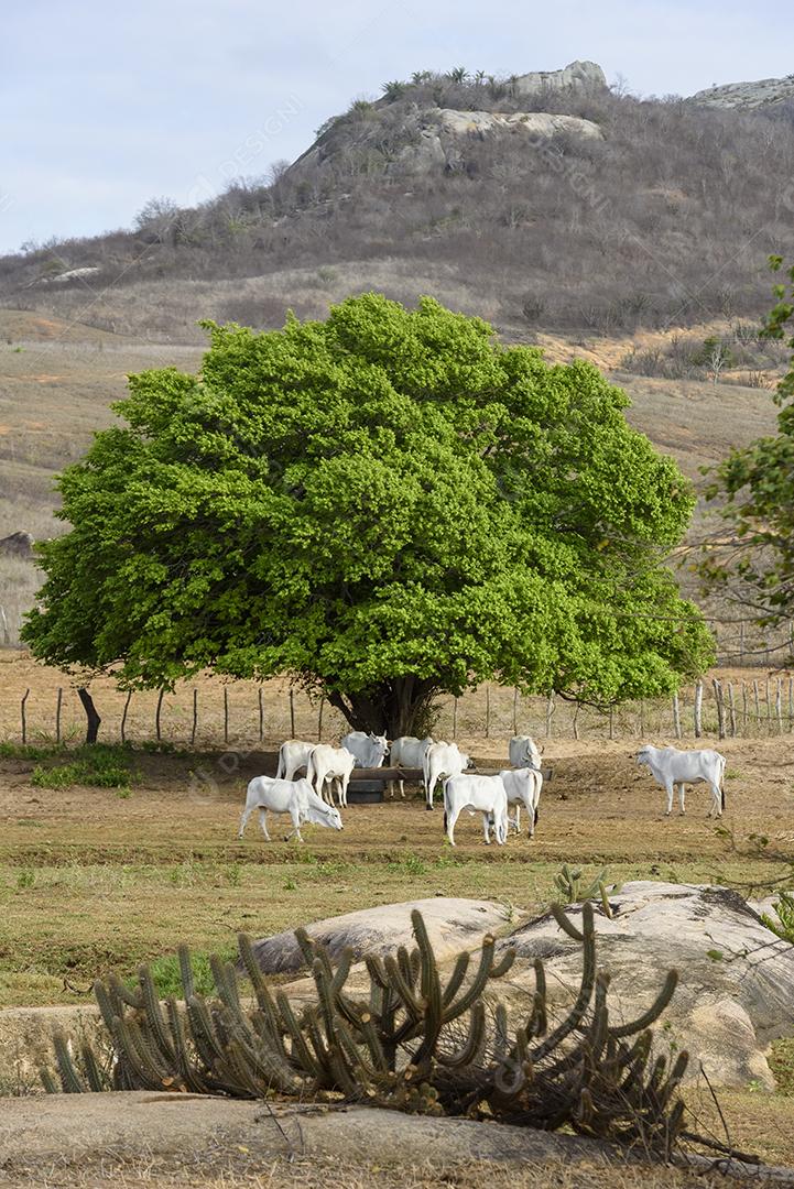 Gado nelore no sertão da Paraíba, região nordeste do Brasil