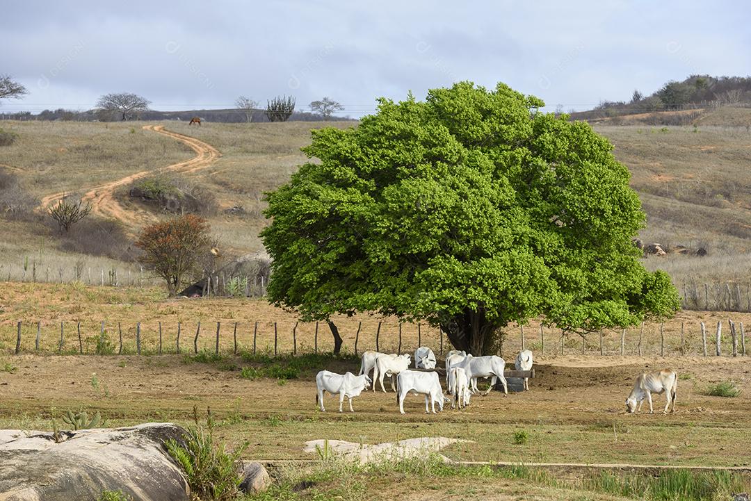 Gado nelore no sertão da Paraíba, região nordeste do Brasil