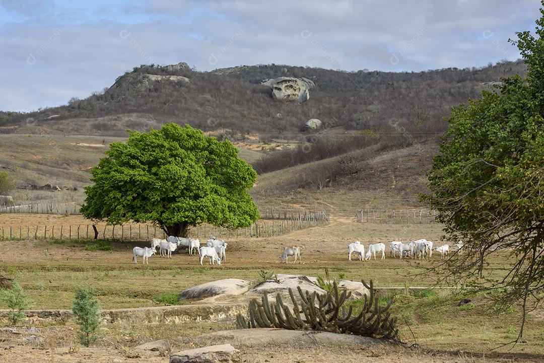 Gado nelore no sertão da Paraíba, região nordeste do Brasil