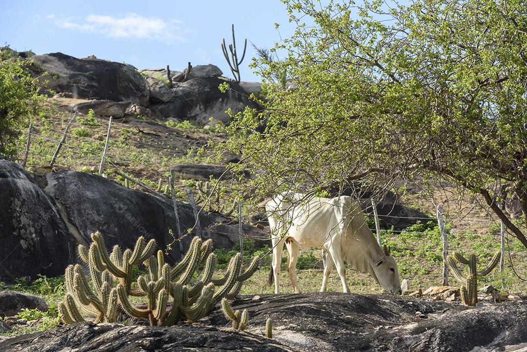 Gado nelore no sertão da Paraíba, região nordeste do Brasil