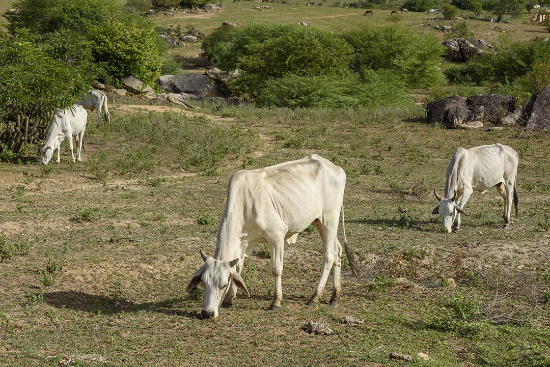 Gado nelore no sertão da Paraíba, região nordeste do Brasil