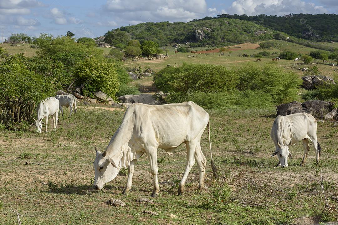 Gado nelore no sertão da Paraíba, região nordeste do Brasil