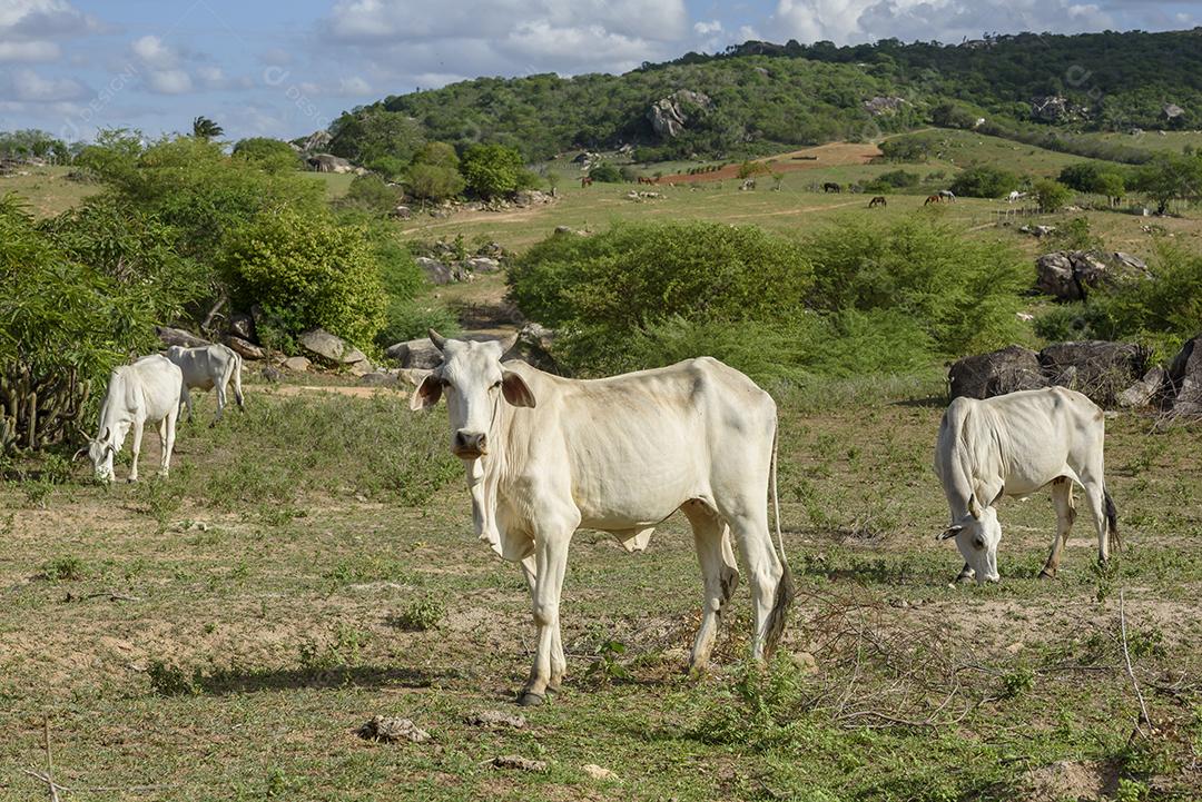 Gado nelore no sertão da Paraíba, região nordeste do Brasil