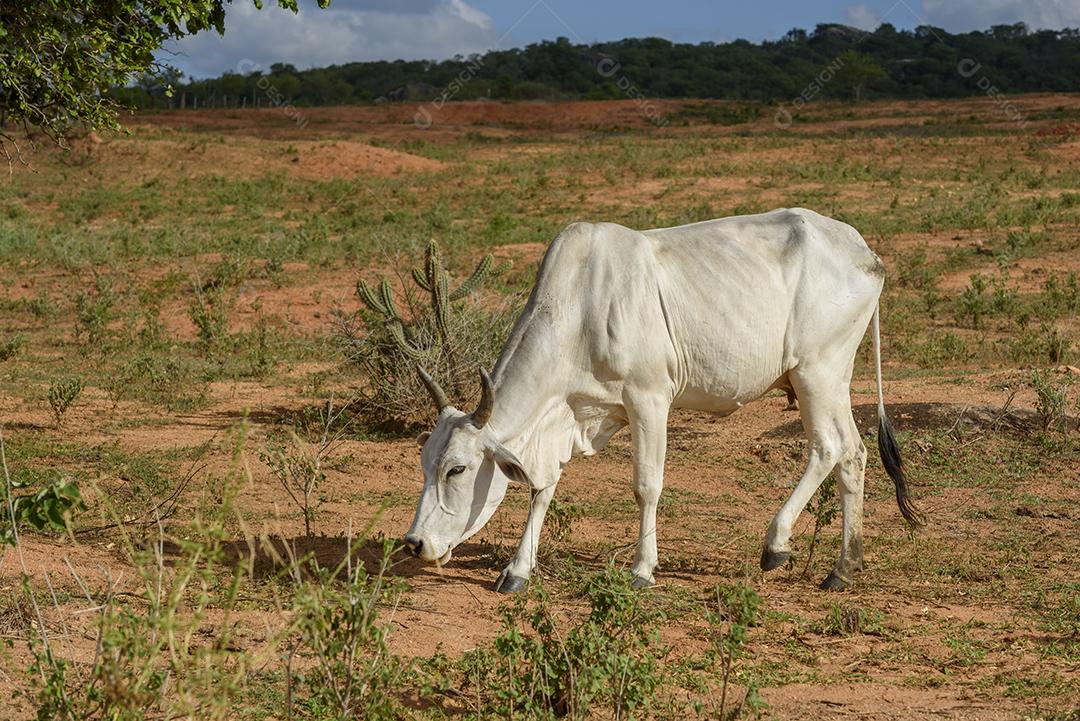 Gado nelore no sertão da Paraíba, região nordeste do Brasil