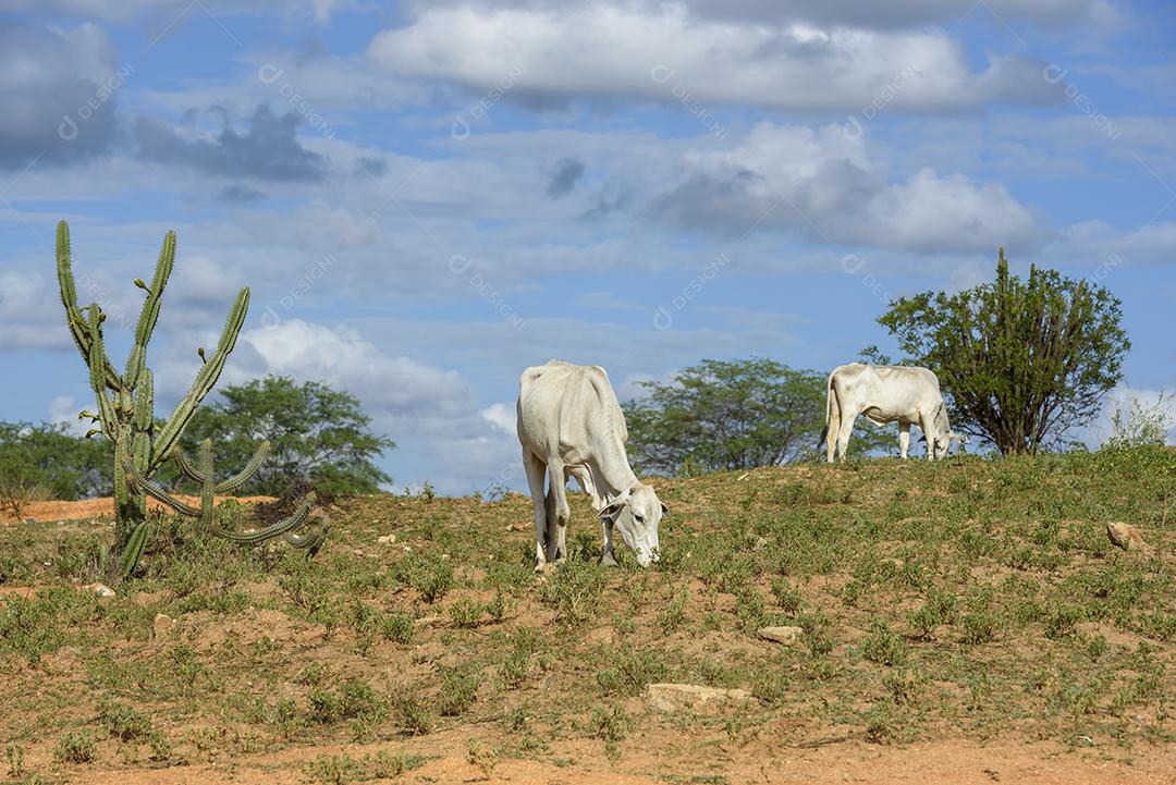 Gado. Gado nelore no sertão da Paraíba, região nordeste do Brasil
