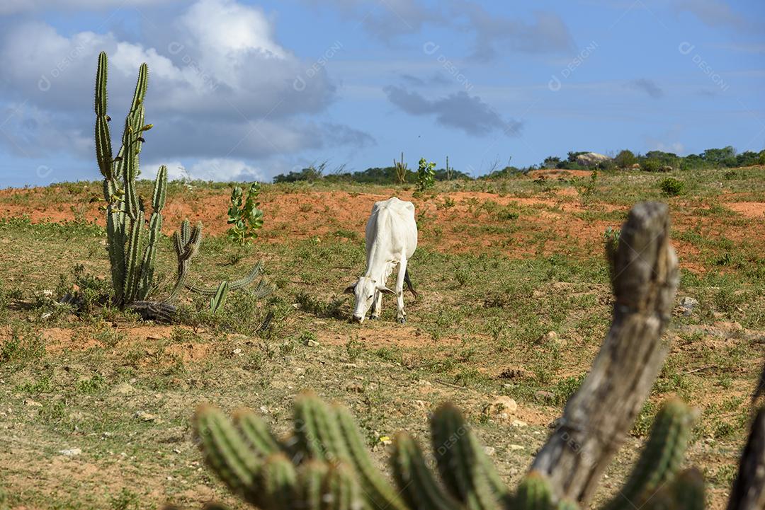 Gado nelore no sertão da Paraíba, região nordeste do Brasil