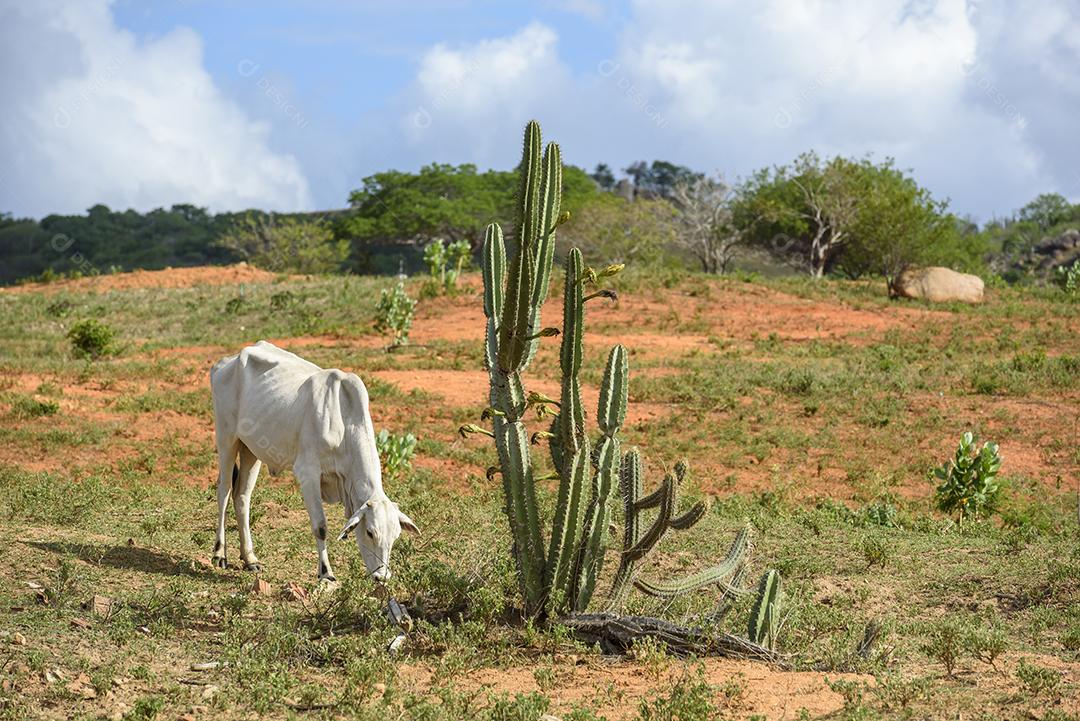 Gado nelore no sertão da Paraíba, região nordeste do Brasil