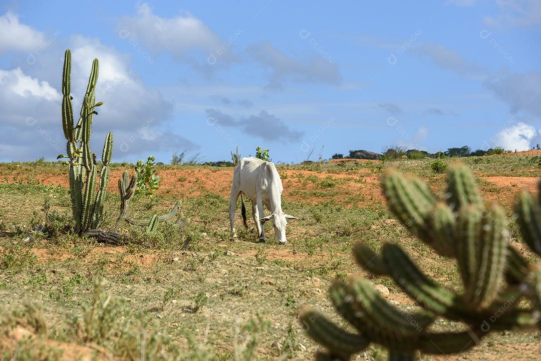 Gado nelore no sertão da Paraíba, região nordeste do Brasil