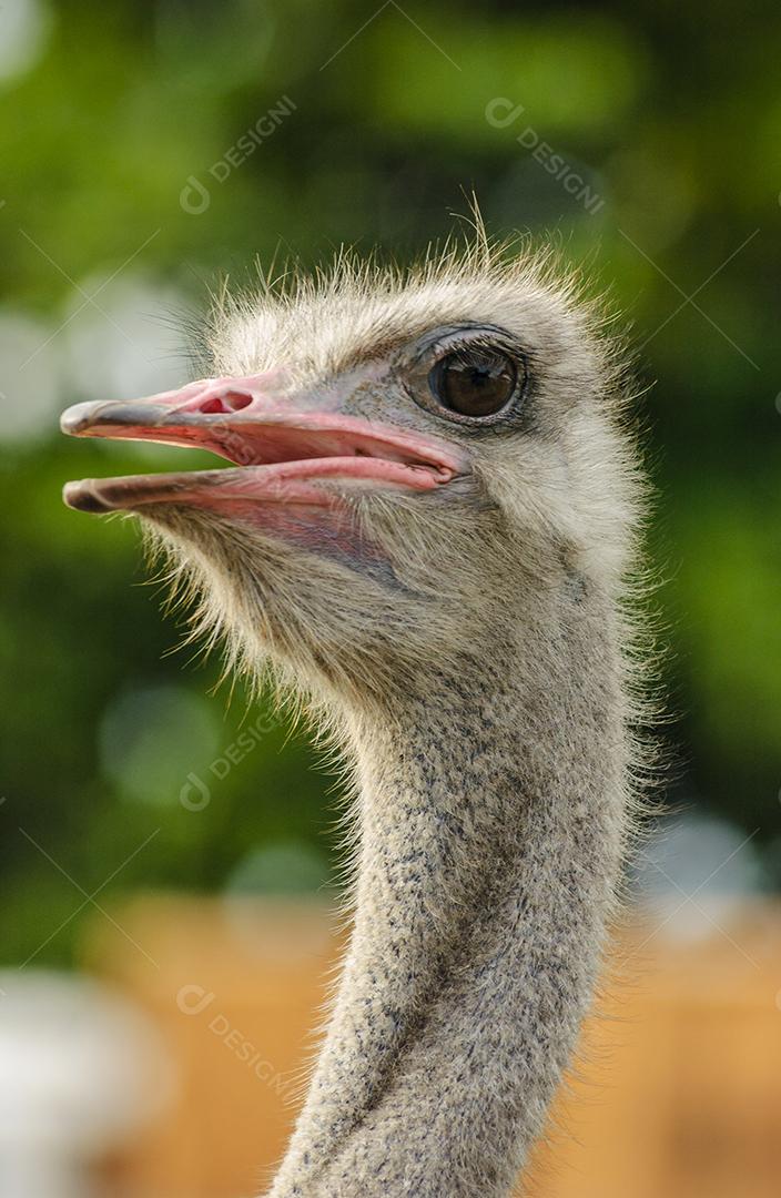 Cabeça de avestruz no pano de fundo com folhagens borradas