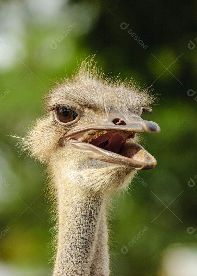 Cabeça de avestruz no pano de fundo com folhagens borradas