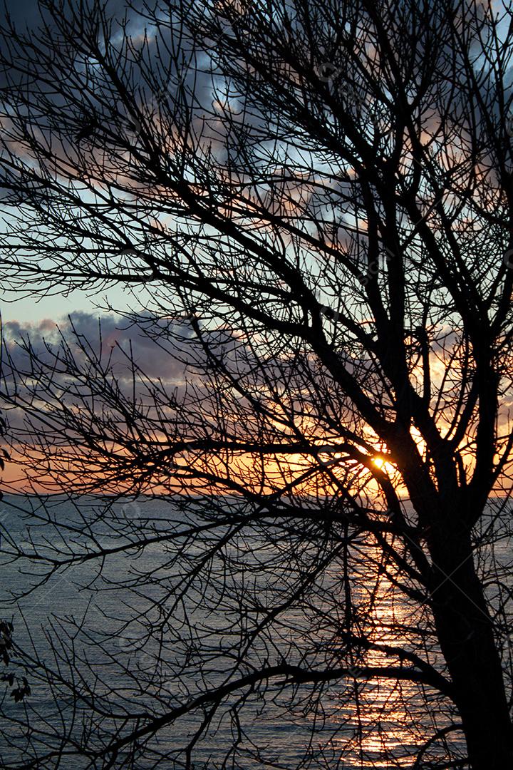 Pôr do sol sobre o rio Prata atrás dos galhos de uma árvore