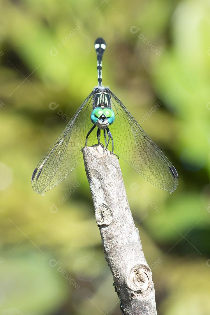 Libélula verde parada em um ramo