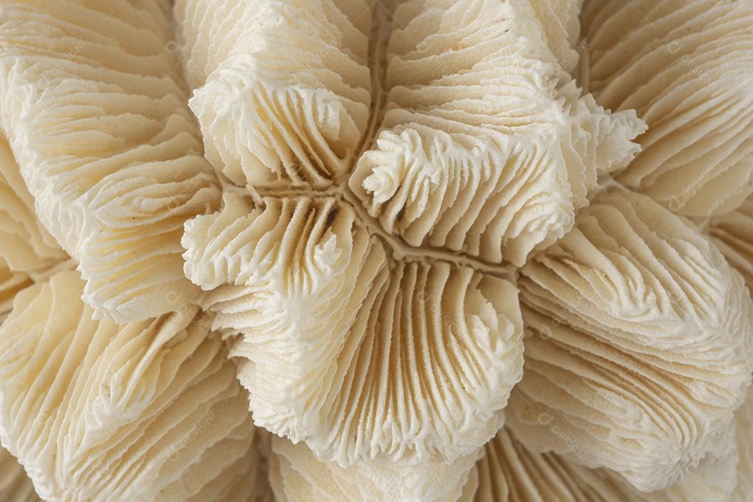 Detalhe do esqueleto de coral branco morto