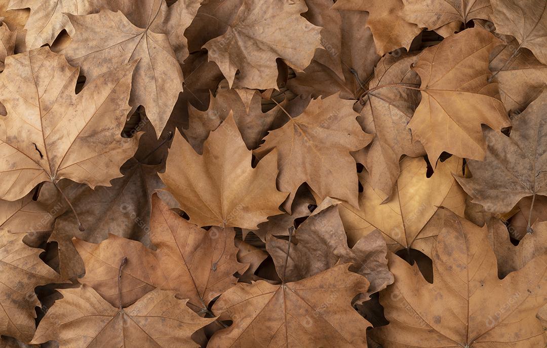 folhas de bordo secas marrom