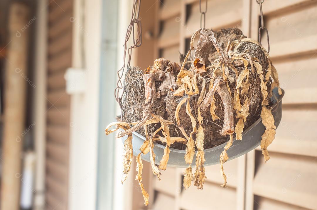 Vaso de planta com planta seca e janela antiga no fundo, conceito de natureza envelhecida.