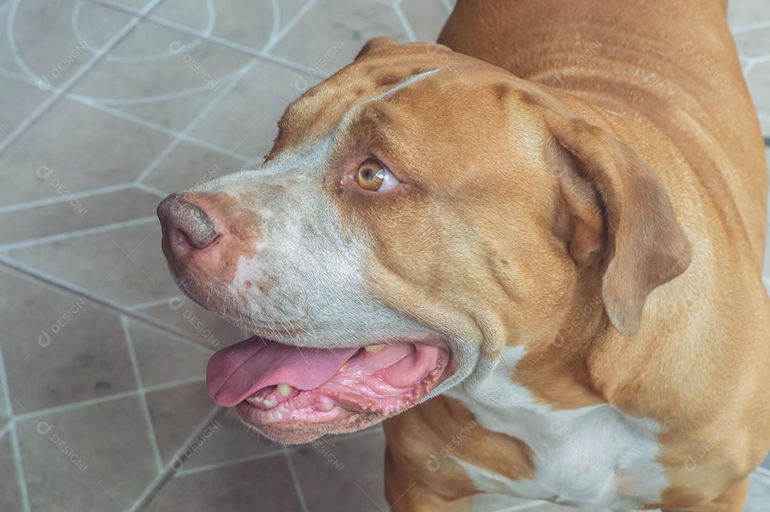 Pit bull doméstico e treinado com olhos verdes manchas brancas ao redor do corpo e orelhas grandes.